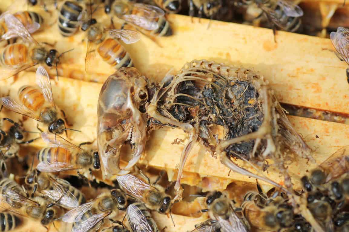 La propolis tait utilise dans le processus de momification