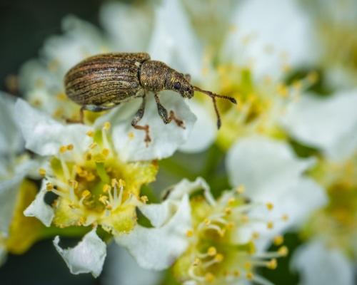 Pollinisation par les insectes