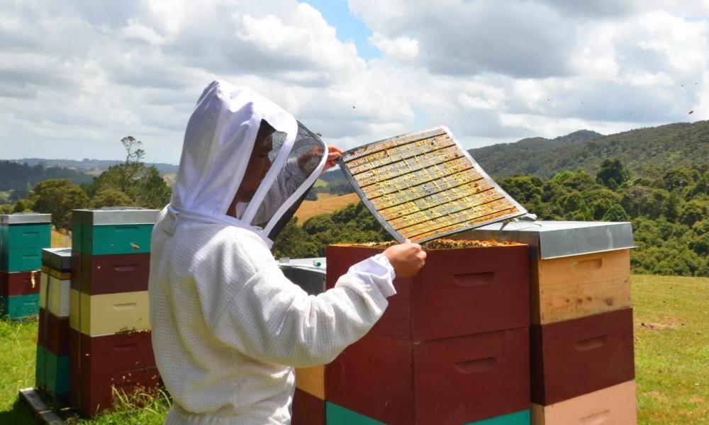 Rcolte de la propolis de peuplier sur grille