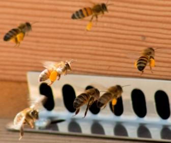 Bees returning to the hive