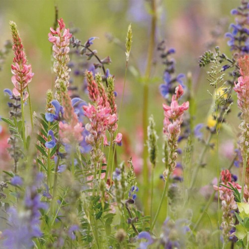 Label "Fleurs Sauvages" par Pollenergie, un gage de qualit