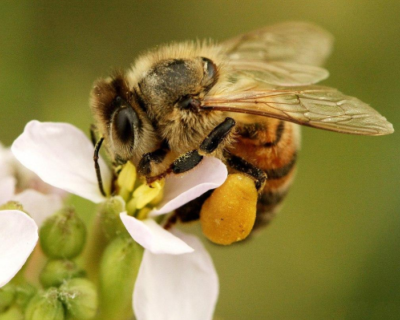 Pollinisation par les oiseaux