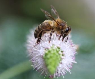 Abeille qui butine