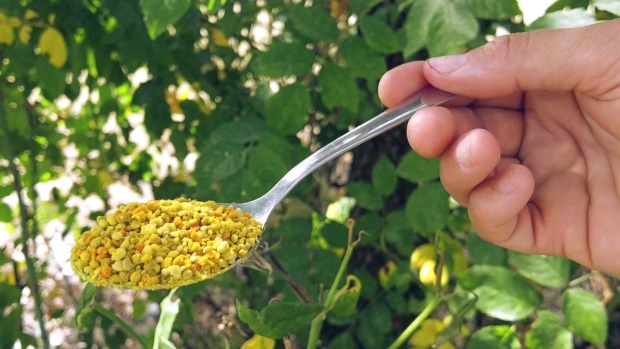 Pollen, a fermented food enriched by bees
