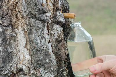 Cure de sve de bouleau en changement de saison