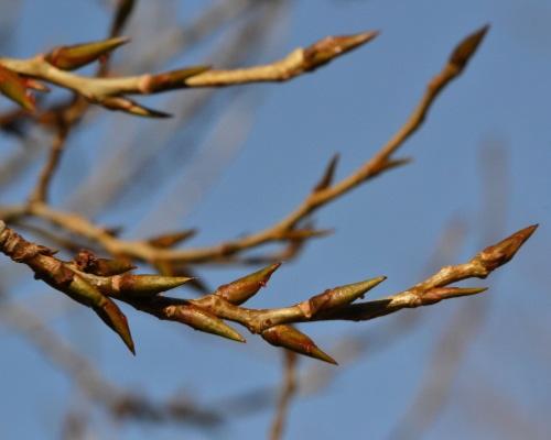 Bourgeons de peuplier