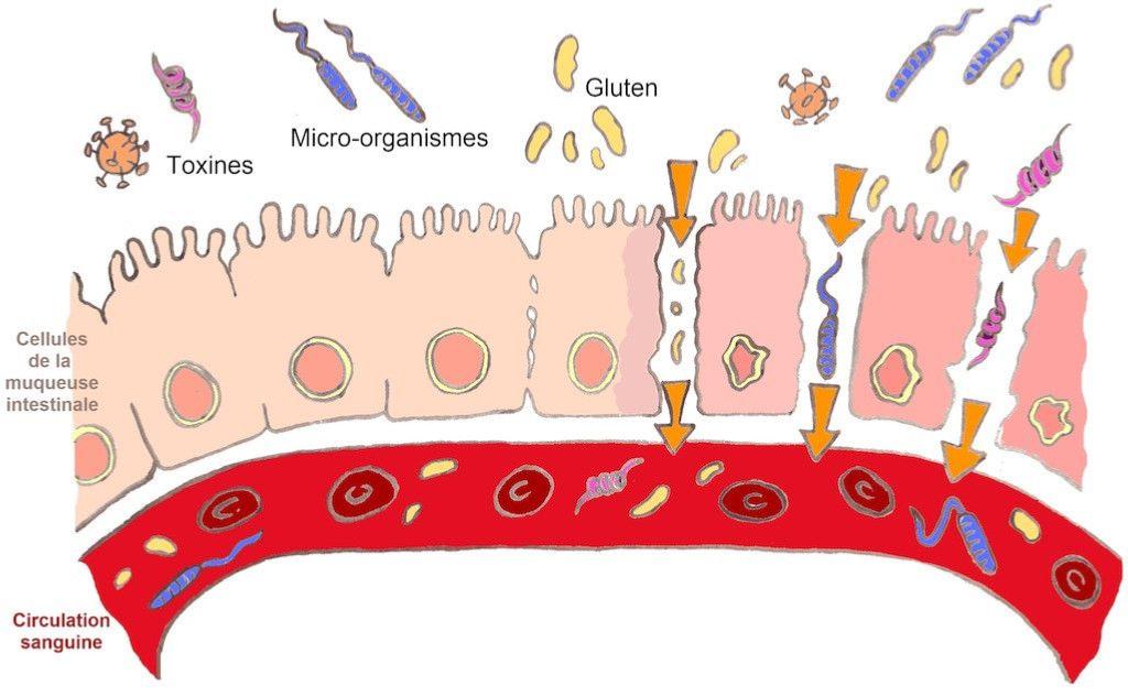 Le pollen de ciste pour renforcer la barrire intestinale