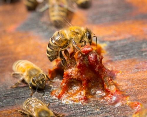 Propolis dans la ruche