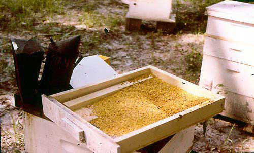 Collecting fresh pollen from the hives