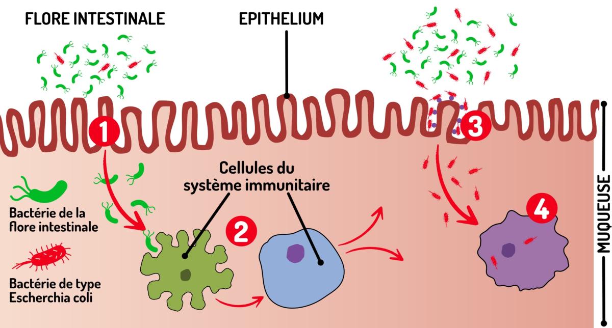 Quand le microbiote est perturb, un tat inflammatoire est dclench