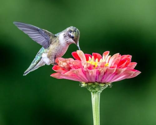 Pollinisation par les oiseaux