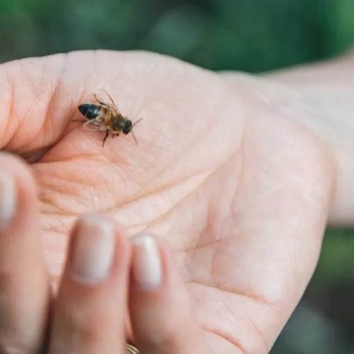 Pathologies de la sphre ORL et produits de la ruche